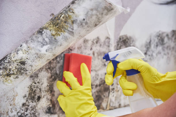 Environmental Consulting for Mold Prevention in Coburg, OR